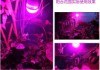 LED植物补光灯泡-数字输出型倾角传感器模块-北京西星光电科技有限公司