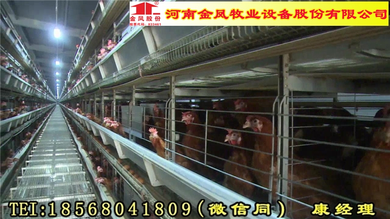 金凤鸡笼  常德 G28西班牙金耐尔 自动化层叠式养鸡设备