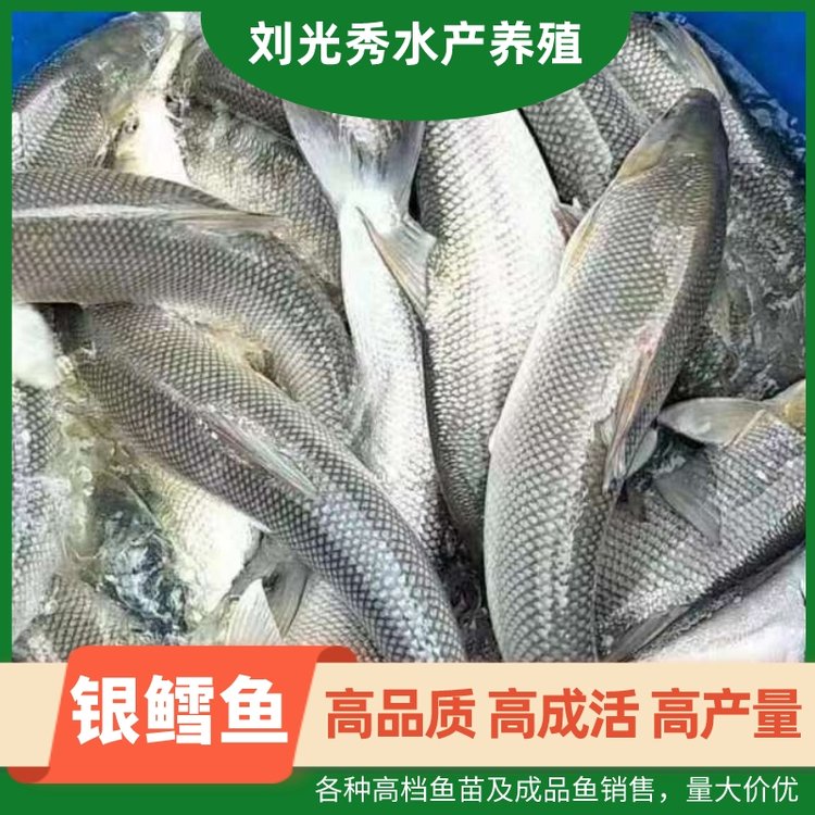 银鳕鱼各种高档鱼苗及成品鱼鸭嘴鲟基地现货出售