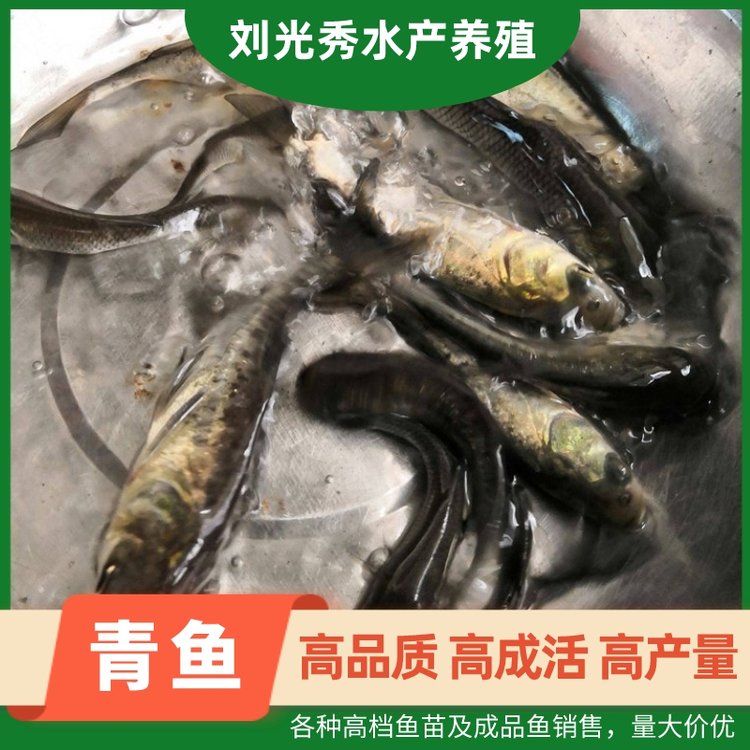 刘光秀水产养殖苗场直供淡水青鱼苗3-5cm水库养殖鱼苗及成品鱼