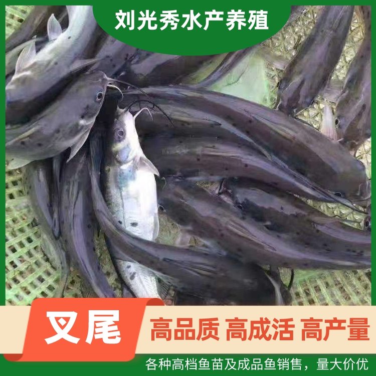 江团叉尾各种高档鱼苗及成品鱼基地现货出售鳊鱼湖泊水库淡水养殖