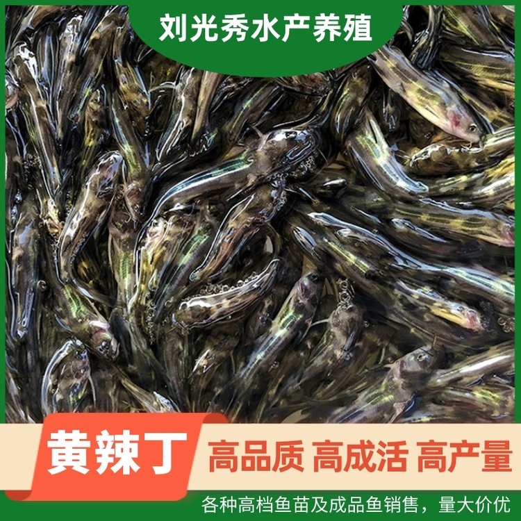 黄辣丁苗3-4公分黄骨鱼苗及成品鱼鱼塘养殖现货速发刘光秀水产